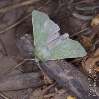 Isochlora viridis