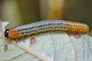 Личинка  Nematus miliaris