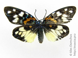 Erasmia pulchella