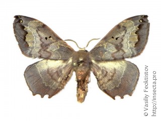 Имаго  Phiditia lucernaria
