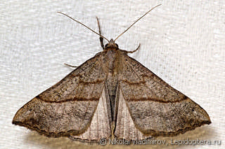 Hypena proboscidalis