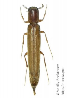 Melittommatinae