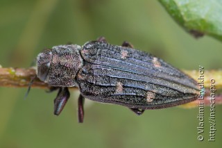Chrysobothris chrysostigma