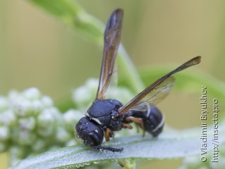 Gymnomerus laevipes scandinavus