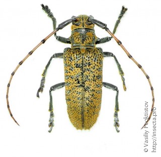 Celosterna scabrator