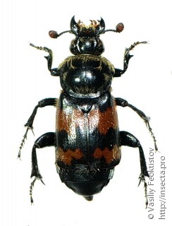 Имаго  Nicrophorus antennatus