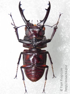 Самец  Prosopocoilus tragulus