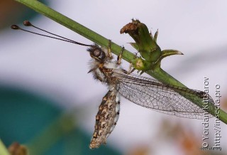 Имаго  Bubopsis andromache