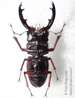 Prosopocoilus umhangi