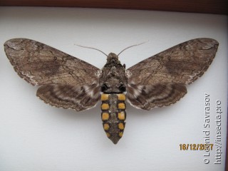 Manduca sexta