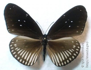 Euploea algea