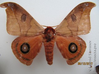 Automeris hamata