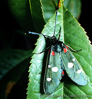 Zygaena ephialtes