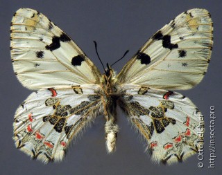 Самец  Zerynthia louristana