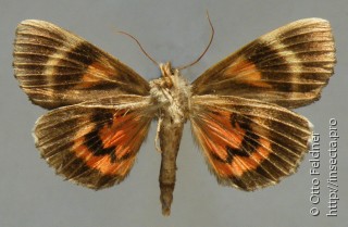 Самец  Catocala ultronia