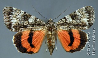 Самка  Catocala semirelicta