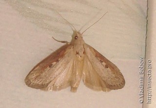 Lepidoptera