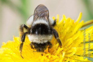 Bombus sichelii