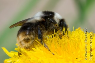 Bombus sichelii