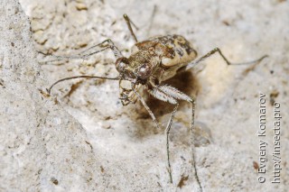 Cylindera inscripta