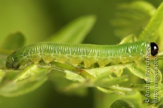 Strongylogaster multifasciata