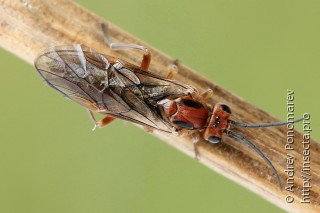 Имаго  Amauronematus longiserra