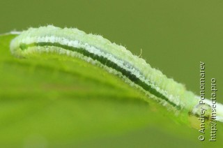 Pristiphora pallidiventris