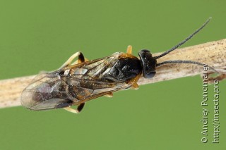 Имаго  Pristiphora pallidiventris