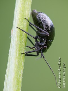 Euryopicoris nitidus