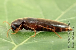 Serropalpus barbatus