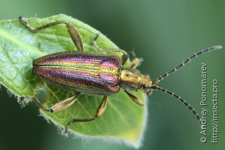 Имаго  Donacia aquatica