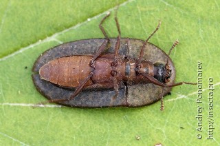 Cossyphus tauricus