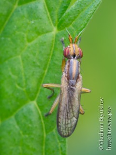 Самец  Limnia unguicornis