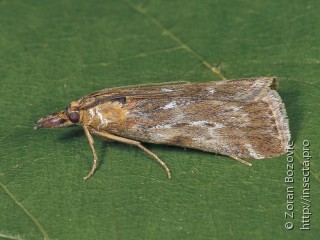 Hypochalcia propinquella