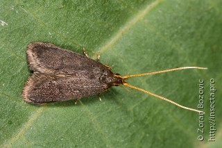 Lecithocera nigrana