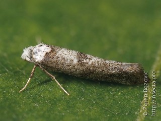 Paraswammerdamia albicapitella