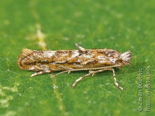 Phyllonorycter issikii