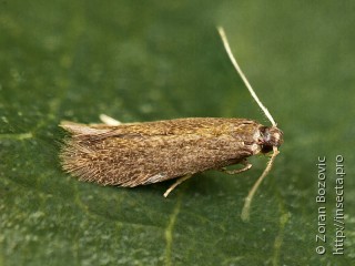 Stigmella roborella