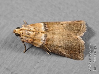 Acrobasis tumidana