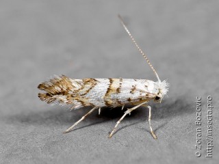 Имаго  Phyllonorycter acerifoliella