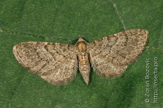 Eupithecia haworthiata