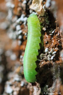 Личинка  Tomostethus nigritus