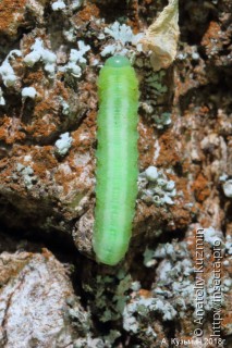 Личинка  Tomostethus nigritus