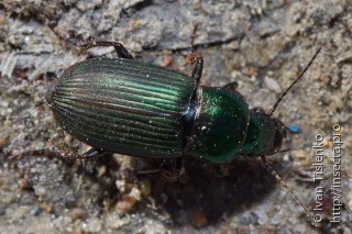 Harpalus distinguendus