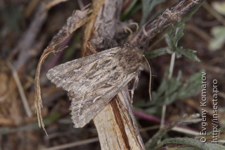 Ctenoceratoda khorgossi