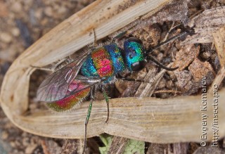 Chrysis succincta