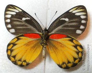 Delias descombesi