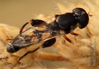 Syritta pipiens