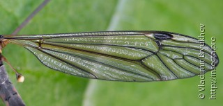 Nephrotoma pratensis