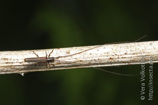 Pseudocalamobius japonica